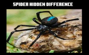 Hidden Differences Spider Puzzle
